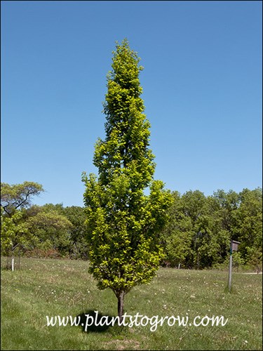 Girard English Oak (Quercus robur)
Has a narrow upright growth habit .